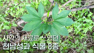 EP.57 | 천남성 종류 총정리 (+구분정리표). 성전환하는 천남성