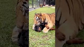 A Dog and a Tiger: An Unlikely Friendship (2024) #shorts #dog #tiger #animalfriendship #animalvideo