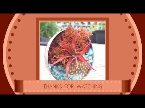 How To Make an Air Plant Holder How To Make an Air Plant Holder