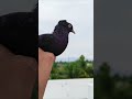 நம்ம சாரா ku kalayanam pana poran 🤪🕊️ piegeon funny pura racing fancy fancypigeon kabutar