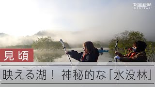 ダム湖に現れた水没林をめぐるカヌーツアー　神秘的な光景広がる