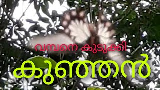 കുഞ്ഞൻ വിരിച്ച വലയിൽ കുരുങ്ങിയ വമ്പൻ