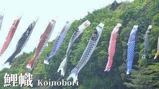 🎏Koinobori (Carp streamer)