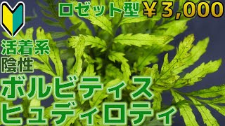 【水草紹介】暗い場所でもヘッチャラ！ザ・シダ植物。ボルビティス・ヒュディロティ【ふぶきテトラ】