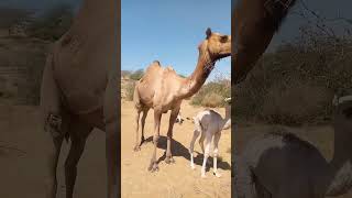 Majestic Motherhood: Camel 🐪 and Her Calf Roaming Freely in the Field 🌾 #animals #desertvillagelife