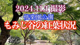 2024.11.1撮影  色づき始めた偕楽園公園の「もみじ谷」(1)