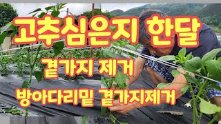 고추심은지 한달 고추곁가지제거  방아다리밑 고추곁가지제거 괴산청결고추 [고추재배방법 ]