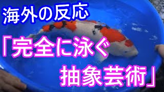 (海外の反応）高額な錦鯉の素晴らしさに海外の人達称賛