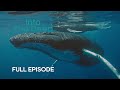 Are Humpback Whales the Pop Stars of the Ocean? | Into The Deep | BBC Earth