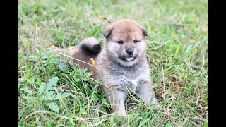 まだまだ初心者、柴犬の子犬です🎶