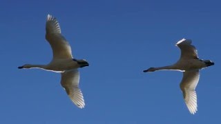 印西市本埜の白鳥