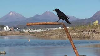 J0295　大分川　ギョーザチャレンジ　2日目　アオイ（ハシボソガラス）Oita River　Gyoza Challenge　Day 2　AOI (Wild Carrion Crow)