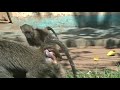 baboon juveniles playing near house