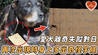 愛犬離奇失蹤數日，再次出現身上卻掛著奇怪字條，主人查看後當場尖叫！#不可思議 #奇跡 #英雄 #狗狗 #感動 #心靈脈衝