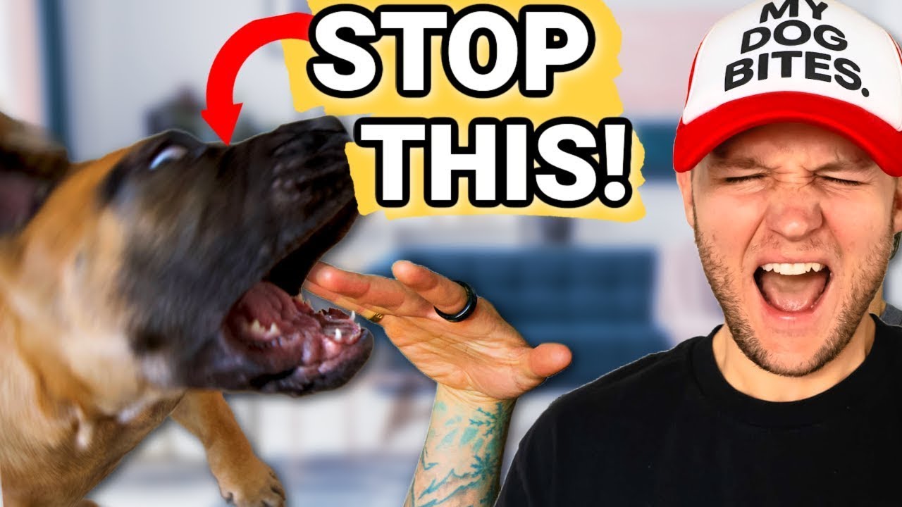 Puppy Training How To Stop Puppy Biting Guaranteed Stop Puppy Biting