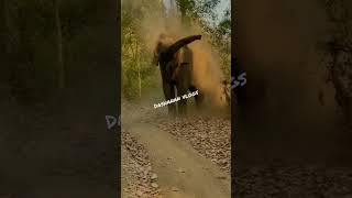 Tuskar at The Corbett National Park Ramnagar Uttarakhand | Gajraj | Elephant in the Jungle #tuskar