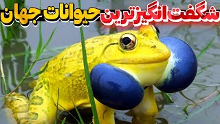 حیوانات شگفت‌انگیز؛ قدرت‌هایی که مرز واقعیت را می‌شکنند!\