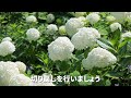 ☘203：【q u0026a】アナベルの育て方｜きれいな花を咲かせる方法は？水やりや肥料などの管理方法もご紹介