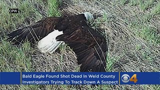 Bald Eagle Found Shot Dead Near Colorado Reservoir