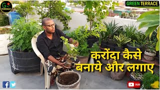 karonde ka podha kaise lagaye | करोंदा कटिंग से लगाए | खट्टा खट्टा कंरौधा | Carissa Carandas  Care