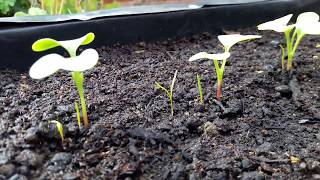 Garden Diary 8 day French Breakfast Radish growth