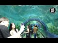 one free day เที่ยวสถาบันวิทยาศาสตร์ทางทะเลมหาวิทยาลัยบูรพา บางแสน bangsaen aquarium