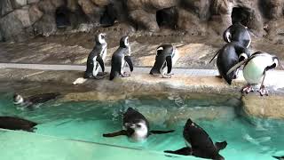 Shinagawa Aquarium 品川水族館ペンギン