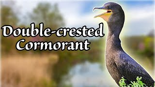 Double-crested Cormorant: Nature's expert divers