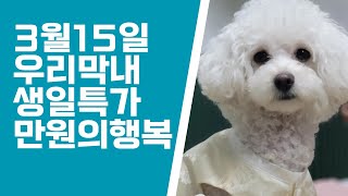 3월15일🌈막내생일특가#다육이도매 #금다육판매 #금다육이 #기적을만들어냅니다 #수담의다육