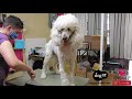 standard poodle is matted pro groomer tips