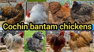 Most beautiful🥰 Cochin chickens |bantam chicken | Cochin bantam chicken | Cochin chicken