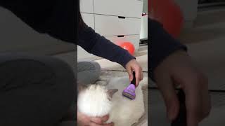 Furminator for Cats | Testing on a long hair cat