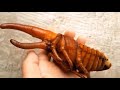 Watch a Hercules Beetle Metamorphose Before Your Eyes  Nat Geo Wild