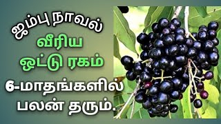 ஜம்பு நாவல் வீரிய ஒட்டு ரகம்