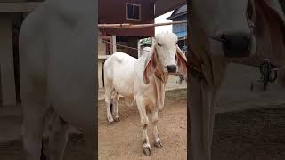 #cow #animals #shorts គោបាស្រស់ស្អាតណាស់