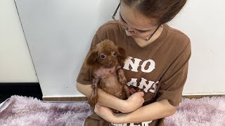 ゴミ捨て場で拾った犬の様子をライブします。