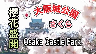 🇯🇵大阪城公園🌸桜満開🌸2022 櫻花盛開🌸 Osaka Castle Park 🌸 Cherry tree in full bloom 🌸 벚꽃 만개 SAKURA