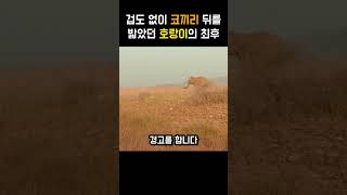 겁도 없이 코끼리 뒤를 밟았던 호랑이의 최후