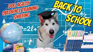 BACK TO SCHOOL | DOG AGILITY OBEDIENCE AND SNIFFING TRAINING #backtoschool #dogday #dogagility #dogs