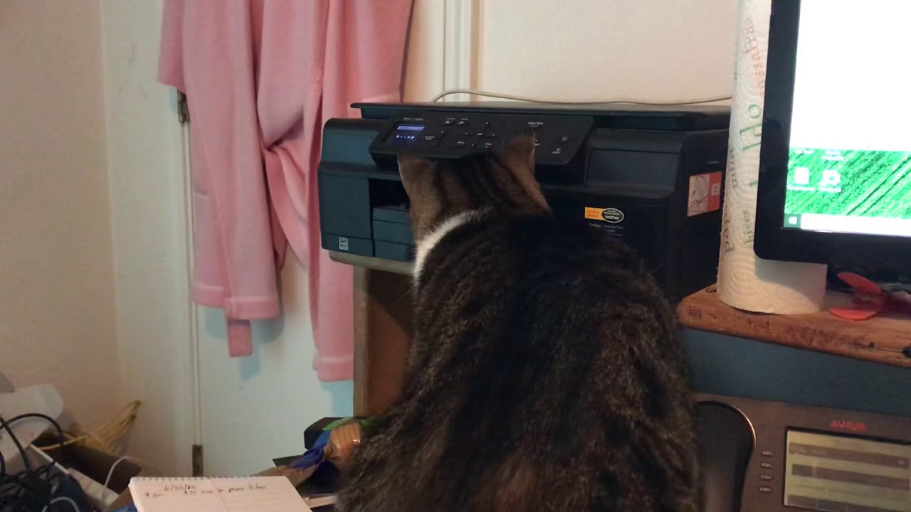 Crazy Cat Attacks Paper As It’s Printed - YouTube