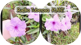 RUELLIA TUBEROSA PLANT | Description \u0026 Uses | #viral #plants  #trending #flowers