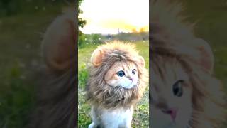 Cutest Lion 🦁 #shorts #lionking2 #lion #cat #trending #animals #cute #tiger3