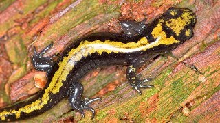 Long toed Salamander Larvae