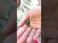 green scarab beetle in italy