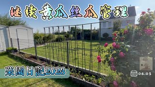 菜园日记2023.06.11 | 6月天气好菜长很快，才地栽不久的黄瓜和丝瓜就需要管理了