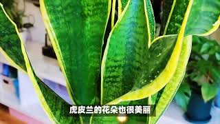 秋色多肉，美丽不可挡——秋天会变色的多肉植物品种及养护方法