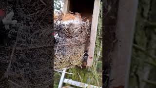 Cleaning a Nesting Box for Birds