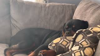 How my Rottweiler sleeps!