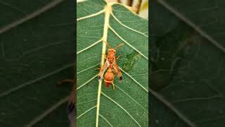 Wasp beneficial insect/குளவி  நன்மை செய்யும் பூச்சி