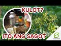 MITES: Dahilan ng pangungulot ng dahon ng sili - Abamectin, Thiametoxame at Azadirachtin ang katapat